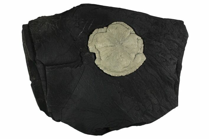 Pyrite Sun on Slate - Sparta, Illinois #348934